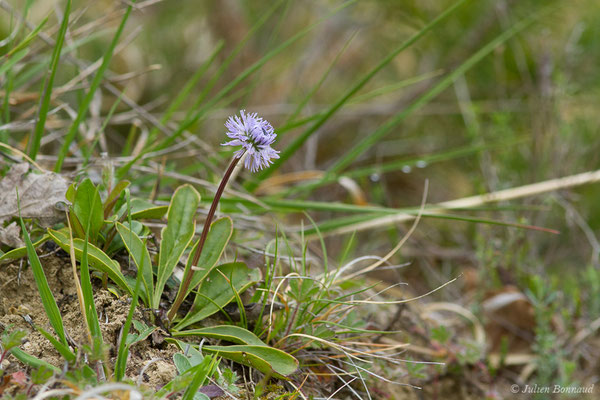 Globulaire à tiges nues — Globularia nudicaulis L., 1753, (Aulon (31), France, le 03/05/2019)