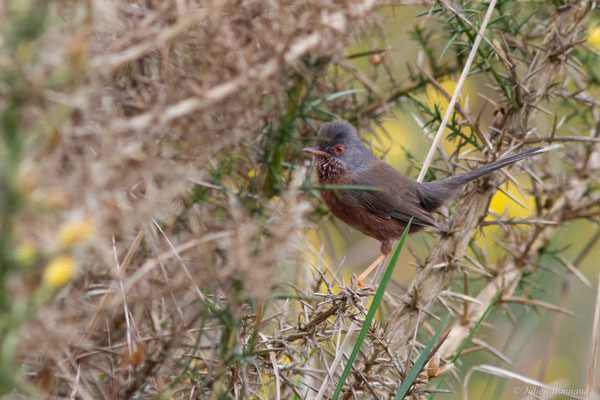 Fauvette pitchou — Curruca undata (Boddaert, 1783), (Saint-Martin-d'Oney (40), France, le 17/04/2025)