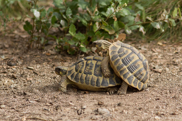 Tortue d'Hermann — Testudo hermanni (Gmelin, 1789), (Moltifao (2B), France, le 10/09/2019)