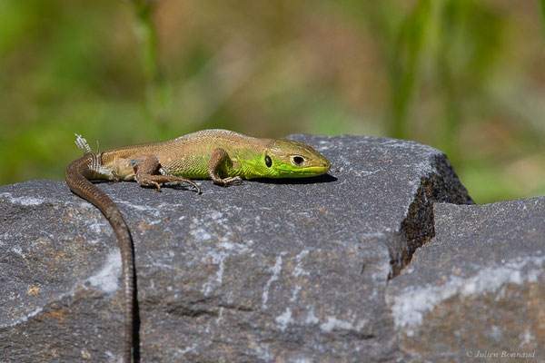 Lézard à deux raies — Lacerta bilineata Daudin, 1802, (juvénile), (Urdos (64), France), le 11/05/2024)