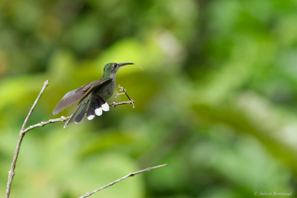 Campyloptère à ventre gris — Campylopterus largipennis (Boddaert, 1783), (Petit-Saut, Guyane, le 04/08/2016)