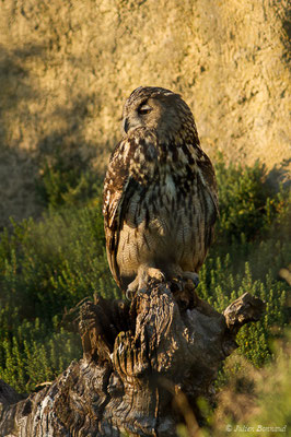 Grand-duc d'Europe — Bubo bubo (Linnaeus, 1758), (Parc ornithologique de Pont de Gau (13), France, le 20/02/2020)