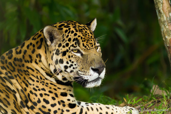 Jaguar (Panthera onca) (Zoo de Guyane, le 14/08/2016)