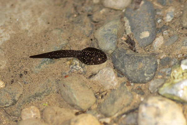 Grenouille des Pyrénées — Rana pyrenaica Serra-Cobo, 1993