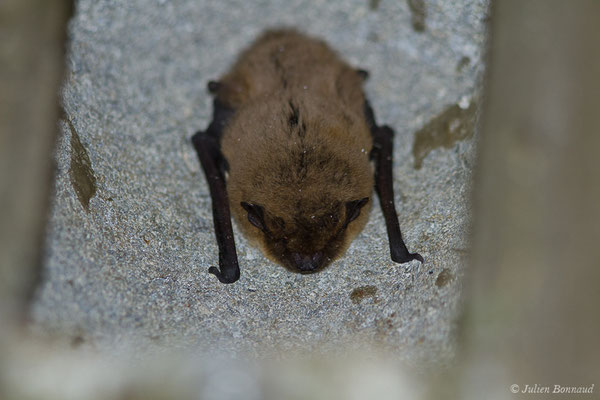 Pipistrelle commune — Pipistrellus pipistrellus (Schreber, 1774), (Parbayse (64), France, le 11/12/2020) 