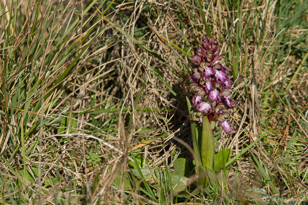 Orchis géant – Himantoglossum robertianum (Loisel.) P.Delforge, 1999, (La Crau (13), France, le 21/02/2020)