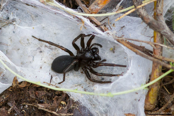 Pireneitega segestriformis (Station de ski de Gourette, Eaux-Bonnes, 14/09/2020)