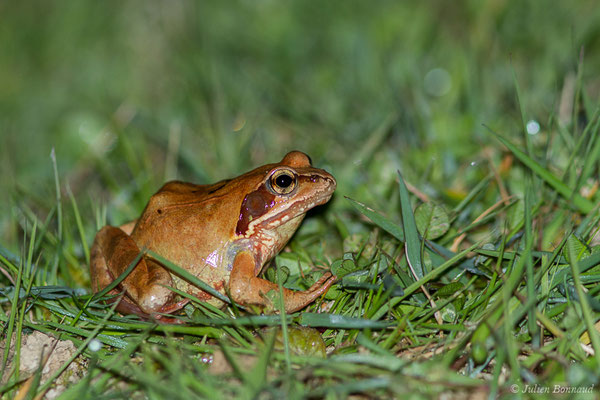 Grenouille rousse — Rana temporaria Linnaeus, 1758