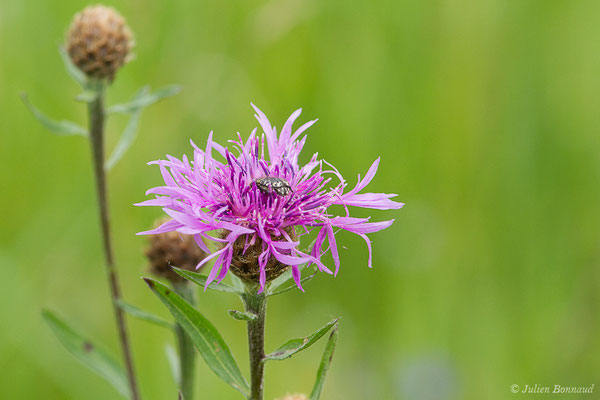 Centaurée de Debeaux — Centaurea decipiens Thuill., 1799