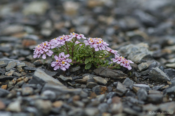 Ibéris spatulé – Iberis spathulata DC., 1805, (Station de ski de Gourette, Eaux Bonnes (65), France, le 15/06/2020)