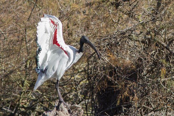 Ibis sacré — Threskiornis aethiopicus (Latham, 1790), (Parc ornithologique de Pont de Gau (13), France, le 20/02/2020)
