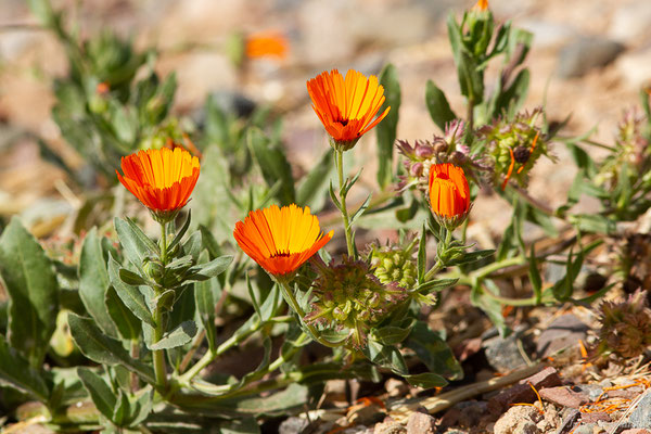Souci des champs — Calendula arvensis L., 1763