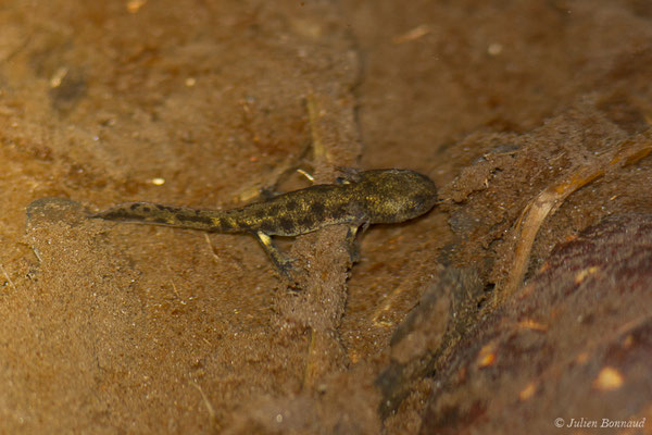 Salamandre tachetée — Salamandra salamandra fastuosa (Schreiber, 1912)