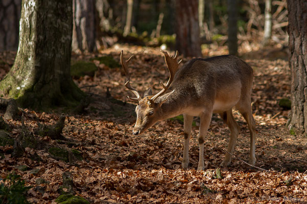 Daim européen – Dama dama (Linnaeus, 1758), (Parc faunistique Lacuniacha, Huesca, Espagne, le 09/02/2020)