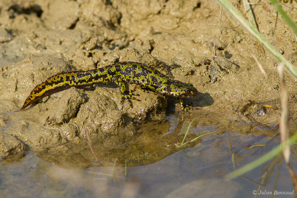 Triton marbré – Triturus marmoratus (Latreille, 1800), (Arbus (64), France, le 25/06/2019)