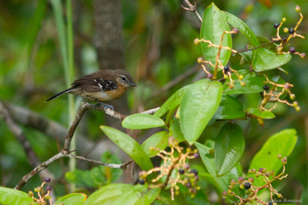 Grisin de Cayenne — Formicivora grisea (Boddaert, 1783), (femelle adulte), (Centre Spatial Guyanais, Kourou, Guyane, le 17/02/2017)
