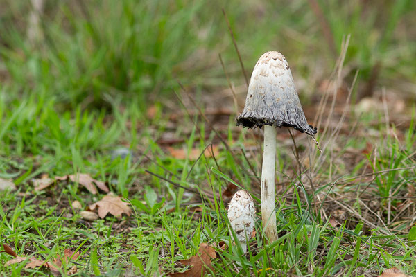 Coprin à odeur de chicorée — Coprinus levisticolens E.Ludw. & P.Roux, 1995, (Sanguinet (33), France, le 18/10/2022)