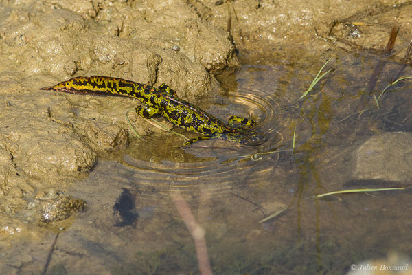 Triton marbré — Triturus marmoratus (Latreille, 1800)