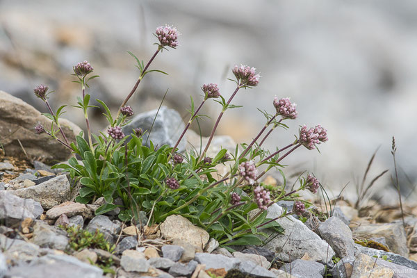 Valériane à feuilles de Globulaire — Valeriana apula Pourr., 1788, (Station de ski de Gourette, Eaux Bonnes (65), France, le 15/06/2020)