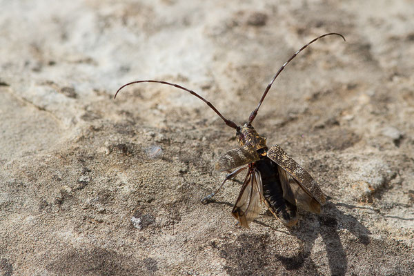 Lamie boulanger, Monochame de Provence – Monochamus galloprovincialis (Olivier, 1795), (Bardenas Real, Arguedas (Aragon), Espagne, le 08/06/2022)