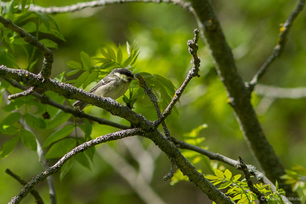 Mésange noire — Periparus ater (Linnaeus, 1758), (Sers (65), France, le 07/06/2019)