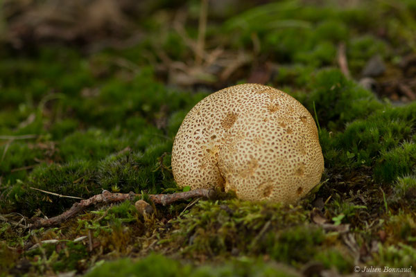 Scléroderme citron (Scleroderma citrinum) (Braud-et-Saint-Louis (33), France, le 25/06/2018)