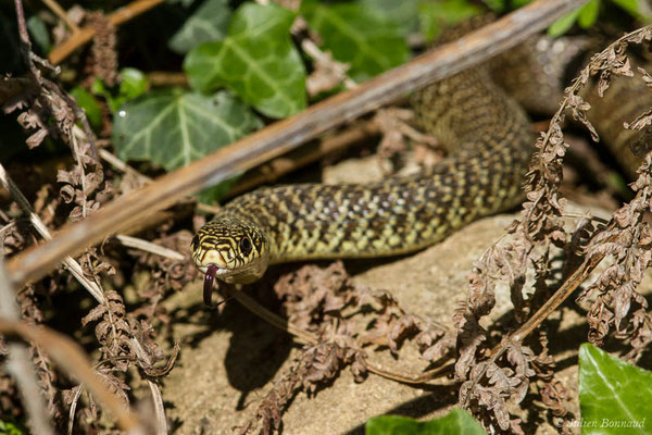 Couleuvre verte et jaune — Hierophis viridiflavus (Lacepède, 1789)