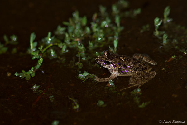Discoglosse sarde — Discoglossus sardus Tschudi in Otth, 1837, (Poticcio (2A), France, le 01/09/2019)