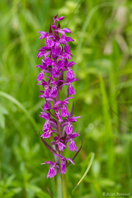 Orchis mâle — Orchis mascula (L.) L., 1755, (Sers, Sers (65), France, le 29/06/2018)