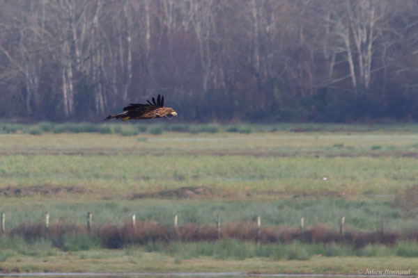 Haliaeetus albicilla (Linnaeus, 1758), (Réserve de chasse et de faune sauvage de Lesgau, Saint-Martin-de-Seignanx (40), France, le 22/11/2025)