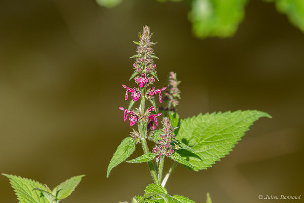 Épiaire des bois ou Ortie à crapauds – Stachys sylvatica L., 1753, (Loubieng (64), France, le 29/04/2020)