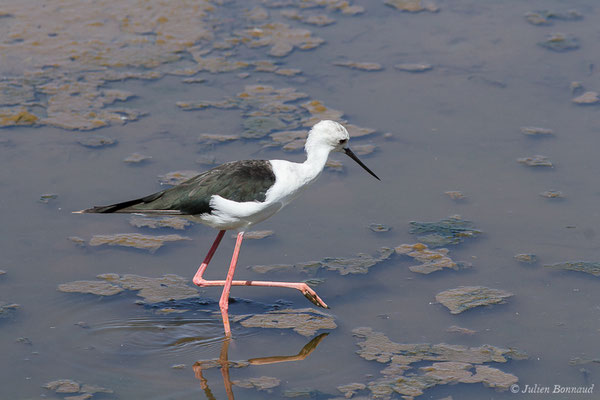 Échasse blanche — Himantopus himantopus (Linnaeus, 1758), (adulte) (Marais de l'Odiel, Palos de la Frontera (Andalousie), le 07/08/2020)