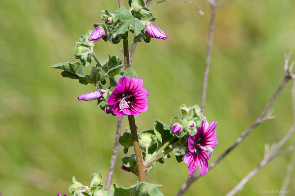Lavatère arborescente — Malva arborea (L.) Webb & Berthel., 1837, (Mauguio (34), France, le 02/05/2025)