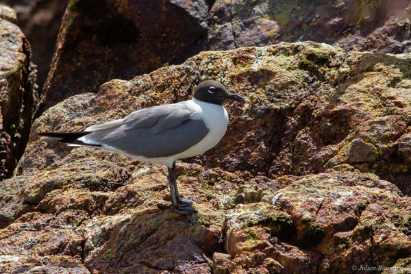 Mouette atricille — Leucophaeus atricilla (Linnaeus, 1758)