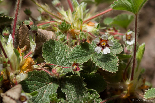 Potentille faux fraisier, Potentille stérile — Potentilla sterilis (L.) Garcke, 1856, (Arreau (65), France, le 04/03/2021)