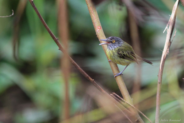 Todirostre tacheté — Todirostrum maculatum (Desmarest, 1806)