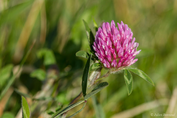 Trèfle des prés, Trèfle violet — Trifolium pratense L., 1753