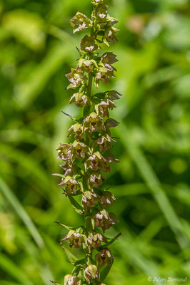 Épipactis à larges feuilles ou Elléborine à larges feuilles — Epipactis helleborine (L.) Crantz, 1769