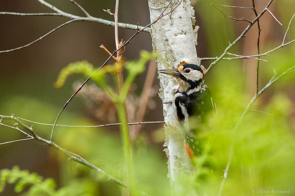 Pic épeiche — Dendrocopos major (Linnaeus, 1758), (Mont-de-Marsan (40), le 24/04/2023)