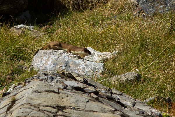 Hermine – Mustela erminea Linnaeus, 1758, (Lac d'Anglas, Gourette (64), France, le 30/09/2018)