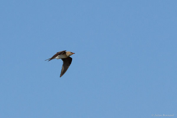 Glaréole à collier — Glareola pratincola (Linnaeus, 1766), (Parc Natural del Delta de l'Ebre, Tarragone, Espagne, le 06/06/2022)