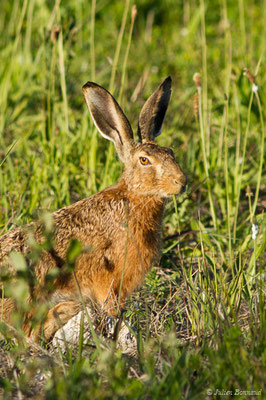 Lièvre d'Europe — Lepus europaeus Pallas, 1778
