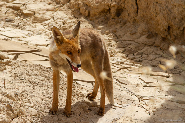 Renard roux — Vulpes vulpes (Linnaeus, 1758), (Parque Natural de las Bardenas, Navarre, Espagne, le 08/06/2022)