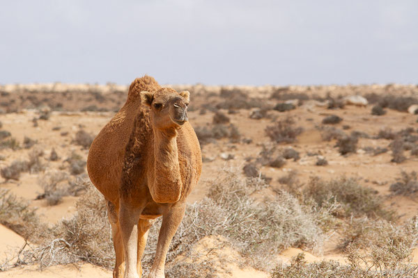 Dromadaire — Camelus dromedarius Linnaeus, 1758, (Tarfaya (Laâyoune-Sakia El Hamra), Maroc, le 02/11/2023)