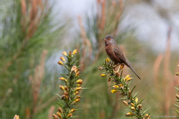 Fauvette pitchou — Curruca undata (Boddaert, 1783), (Saint-Martin-d'Oney (40), France, le 17/04/2025)