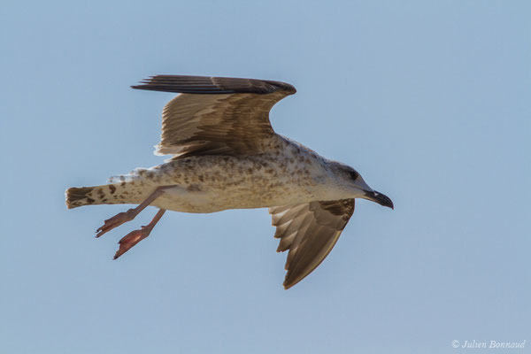 Goéland leucophée — Larus michahellis Naumann, JF, 1840, (Sagres (Vila do Bispo), Algarve (Portugal), le 29/08/2018)