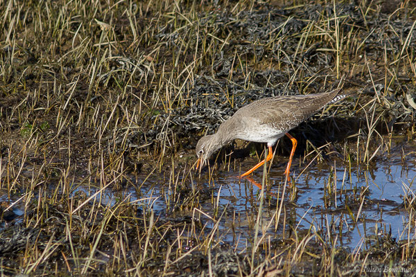 Chevalier gambette — Tringa totanus (Linnaeus, 1758), (adulte en plumage internuptial) (Parc écologique Plaiaundi, Irun, Espagne, le 20/12/2020)
