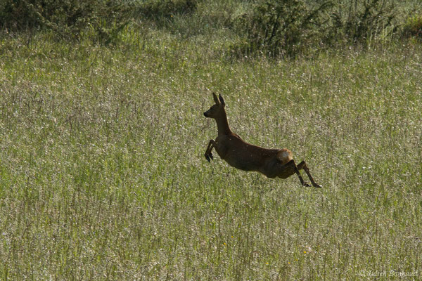Chevreuil européen – Capreolus capreolus (Linnaeus, 1758), (Pihourc, Saint-Godens (31), France, le 21/05/2018)