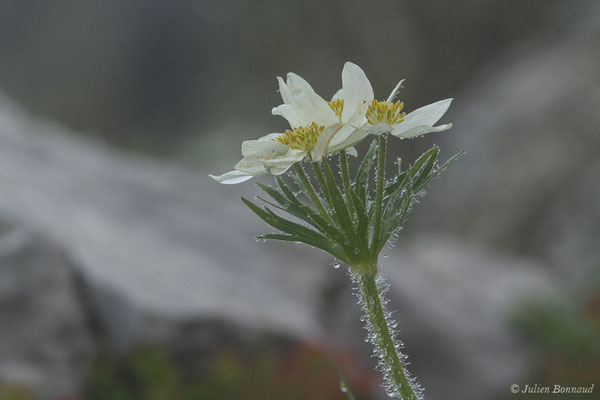 Anémone à fleurs de Narcisse — Anemonastrum narcissiflorum (L.) Holub, 1973, (Station de ski de Gourette, Eaux Bonnes (65), France, le 15/06/2020)