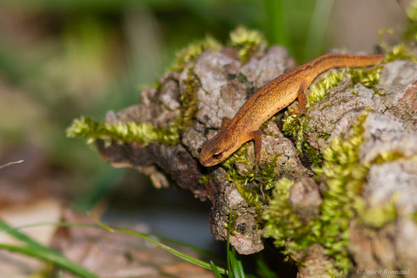 Triton palmé — Lissotriton helveticus (Razoumowsky, 1789)